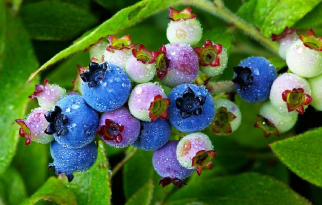 Delicious & Nutritious Wild Blueberries